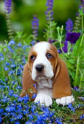 Basset Hound puppy lying in the flower garden