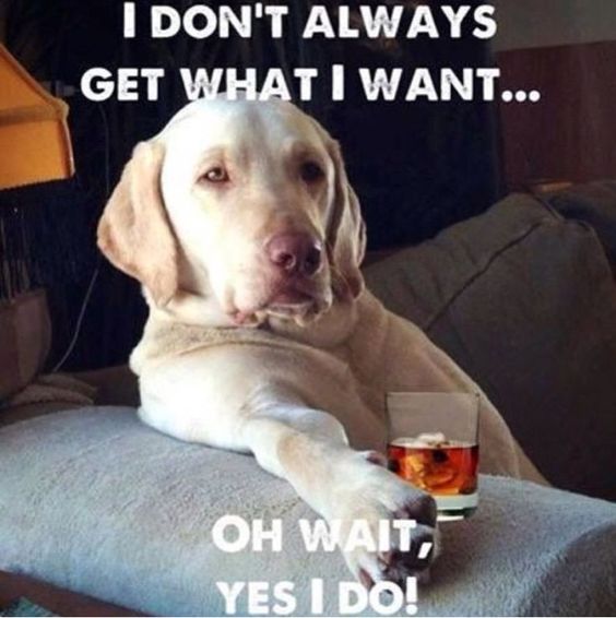 photo of a yellow Labrador sitting on the couch and with text - I don't always get what I want... oh wait, yes I do!