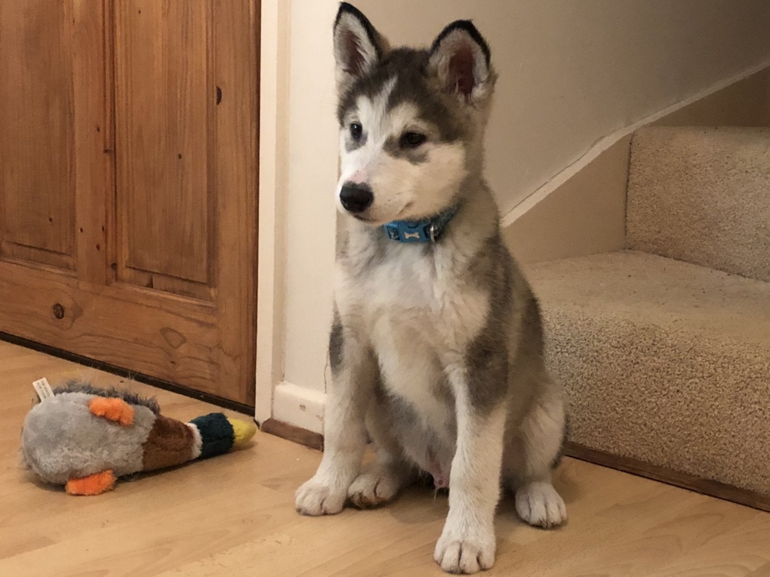 A Siberian Husky puppy sitting on the floor with the stairway behind him