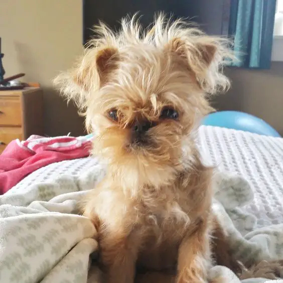 A Brussels Griffon sitting on its bed with its messy hair