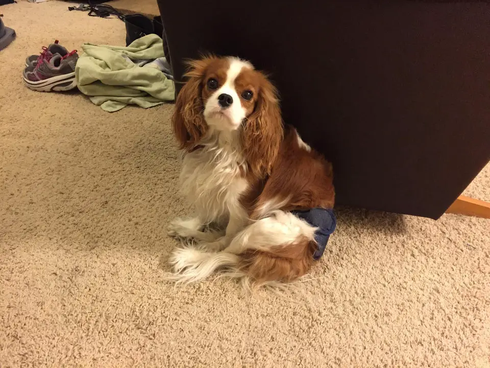 Cavalier King Charles Spaniel sitting on the floor while curiously looking up