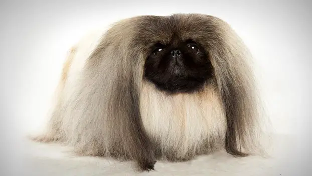 Pekingese dog with long hair up to the ground in a white isolated background