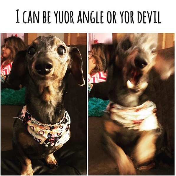 photo of a Dachshund sitting on the couch with its sweet face and its angry face with caption 