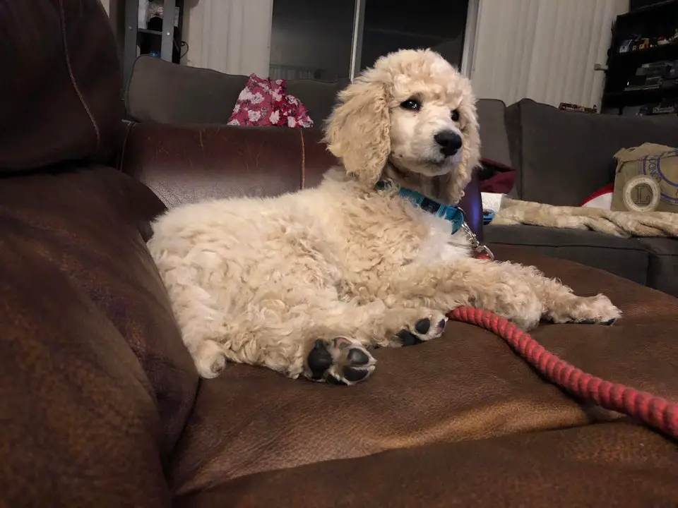 cream colored Poodle lying on the couch