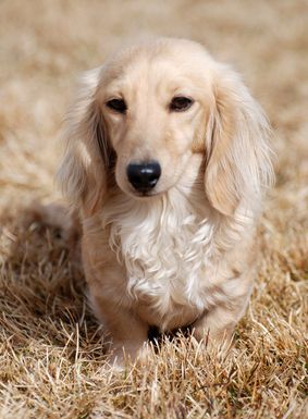 Dachshund dog lying on the grass