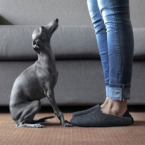 An Italian Greyhound sitting on the floor while looking up at its owner standing in front of him
