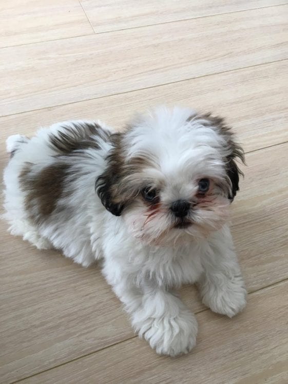 puppy shih tzu