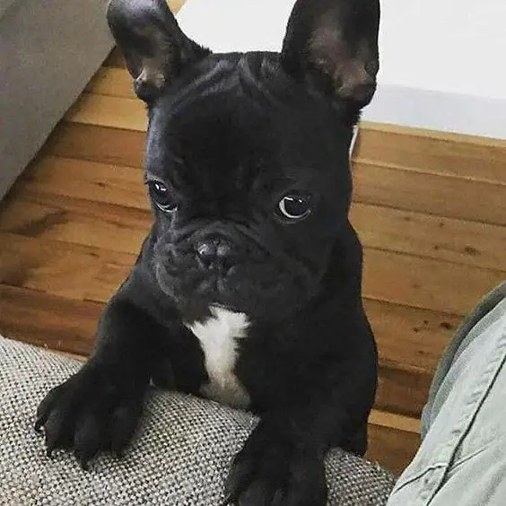 A black French Bulldog puppy standing behind the couch