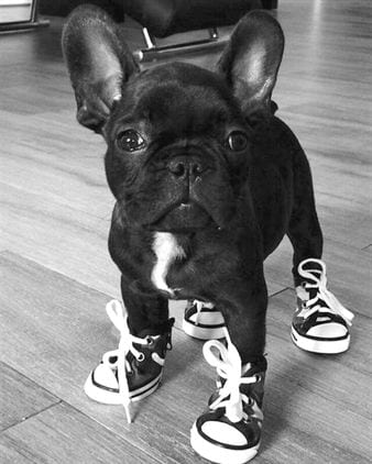A French Bulldog puppy wearing shoes while standing on the floor