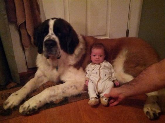 A Saint Bernard lying on the floor while a baby is sitting beside him