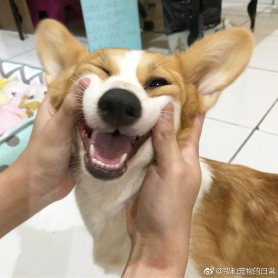 stretching the side of the face of a corgi to force smile