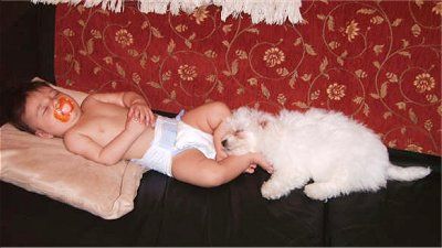 Bichon Frise puppy sleeping with a baby