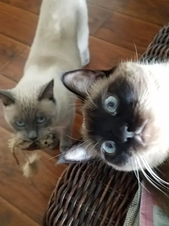 one Siamese Cat with a toy in its mouth and the other one looking at something