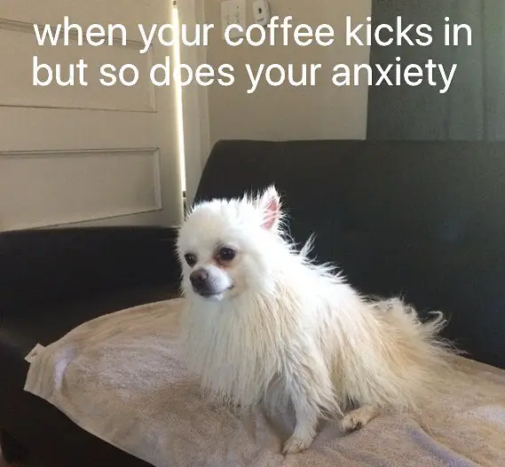 A damp Pomeranian sitting on the couch photo and with text - When your coffee kicks in but so does your anxiety