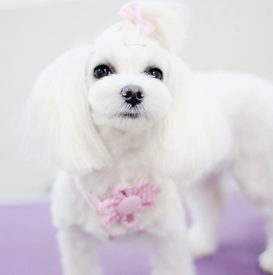A white Maltese wearing a pink floral collar while standing on the table