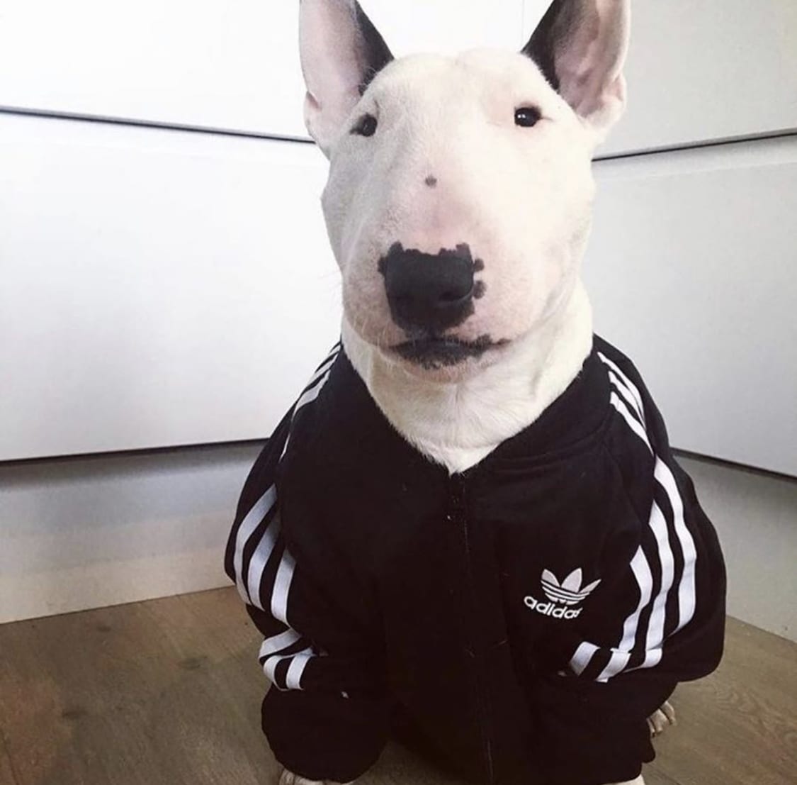 Bull Terrier wearing an adidas sweater while sitting on the floor