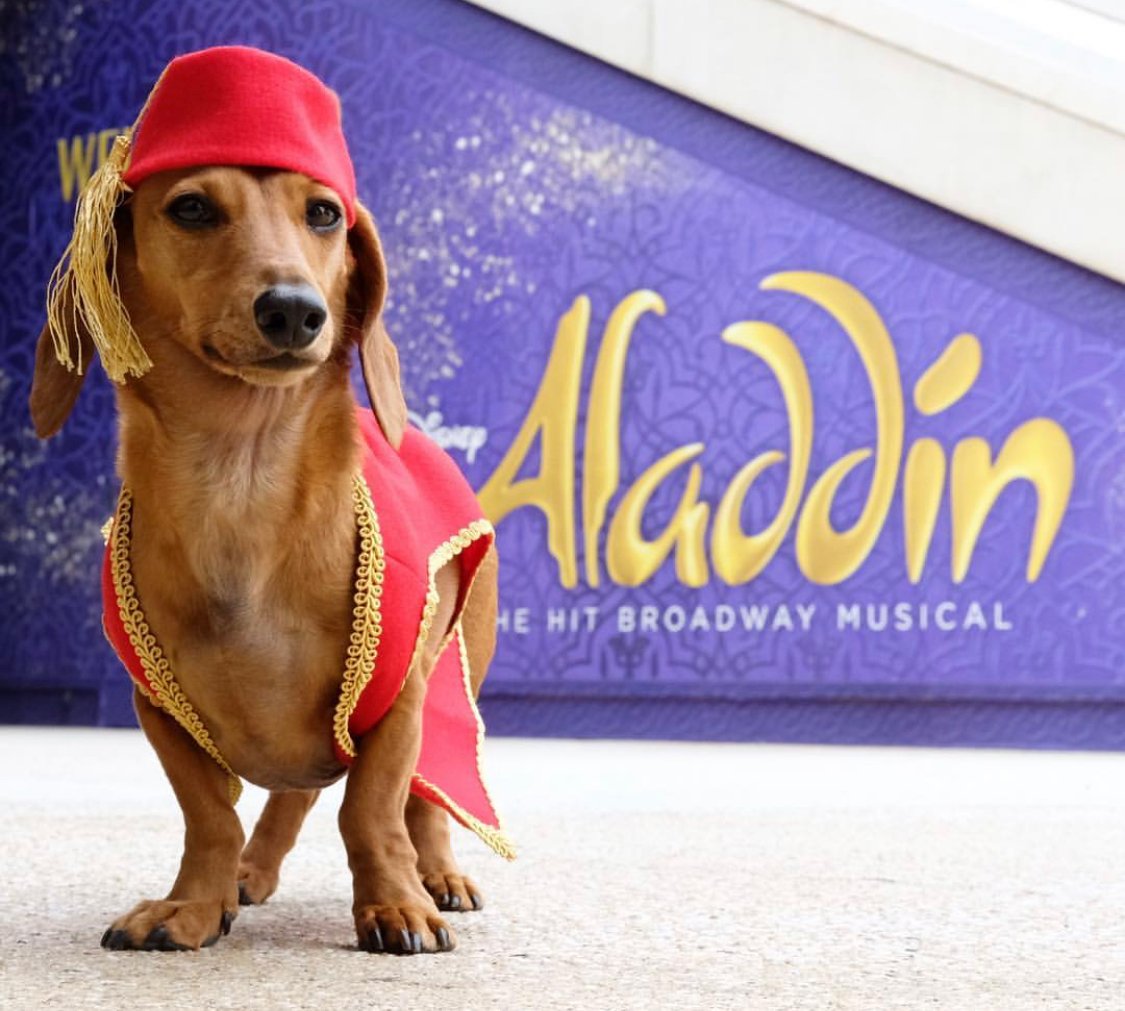 Dachshund in Aladdin costume