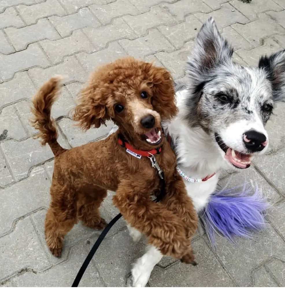 a Poodle with border collie on the pavement