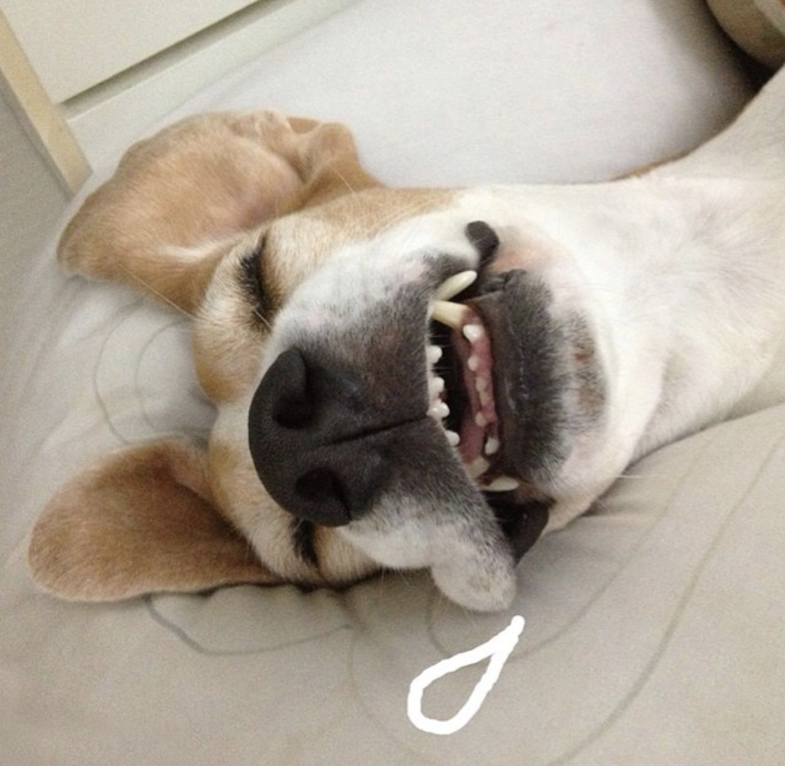 face of a Beagle sleeping with its mouth open