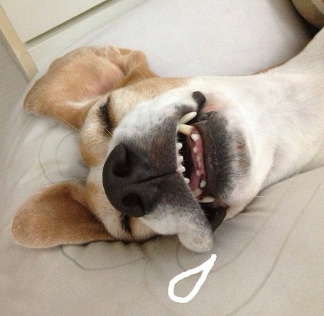 face of a Beagle sleeping with its mouth open