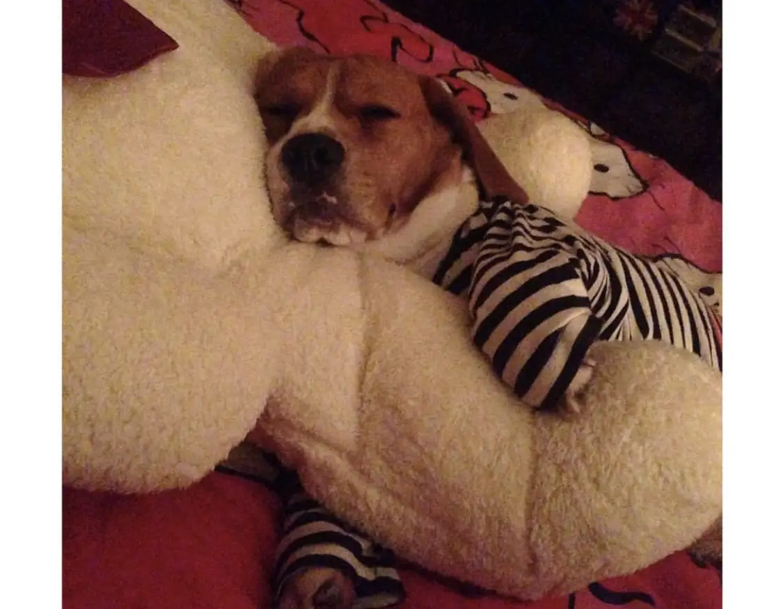 Beagle sleeping on the bed with its black and white stripe shirt while hugging a large teddy bear