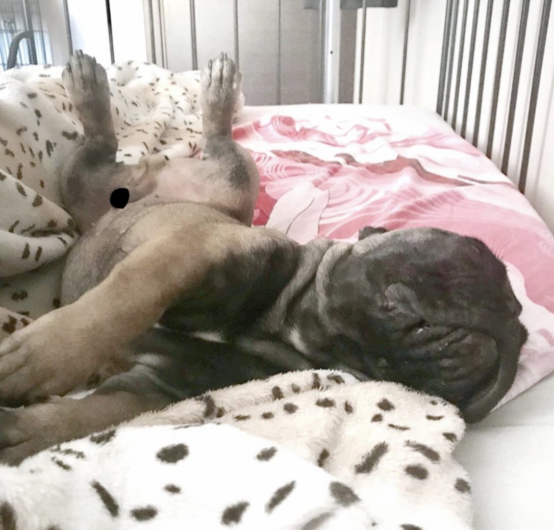 A French Bulldog sleeping on the bed with its legs spread out