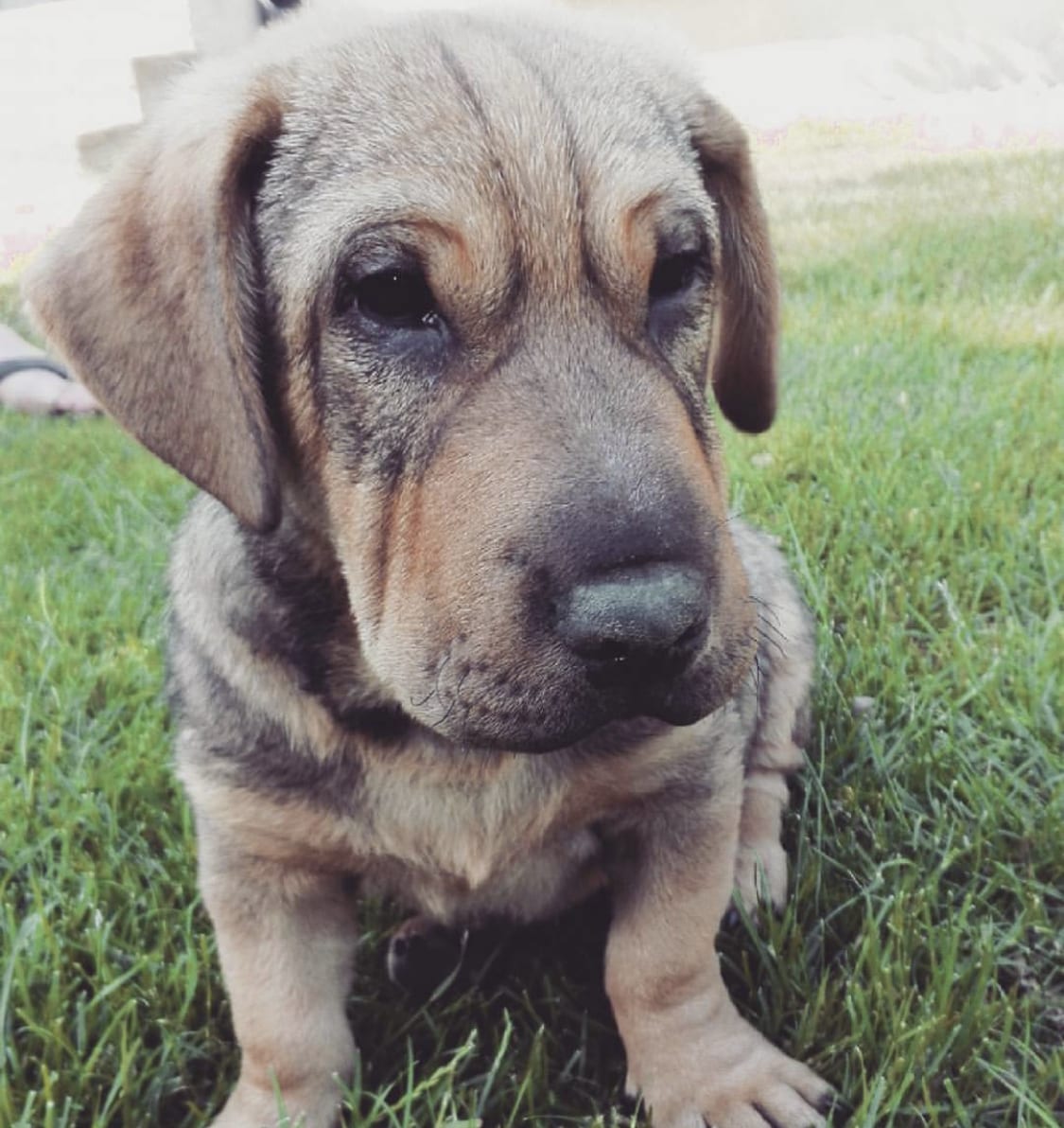 Dach Pei sitting on the green grass