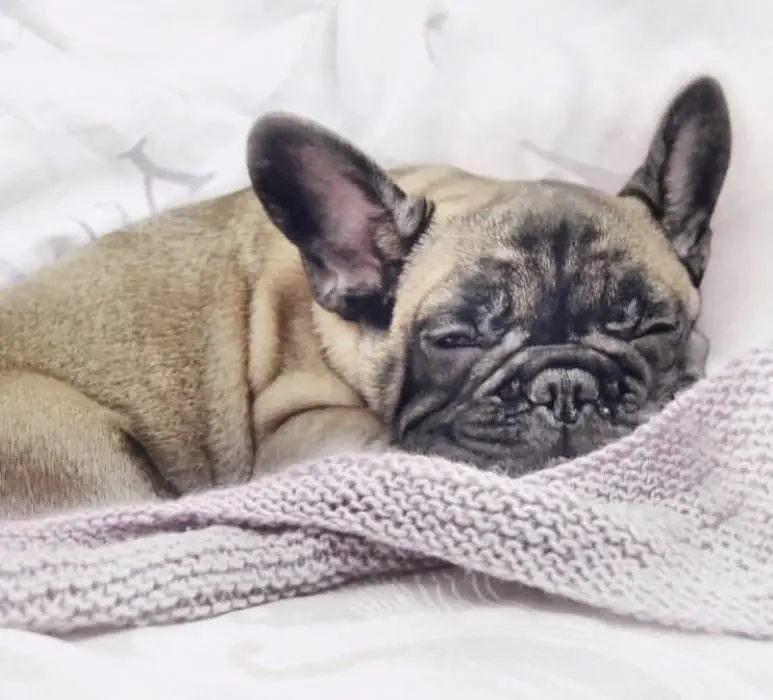 A French Bulldog lying on the bed with its sleepy face