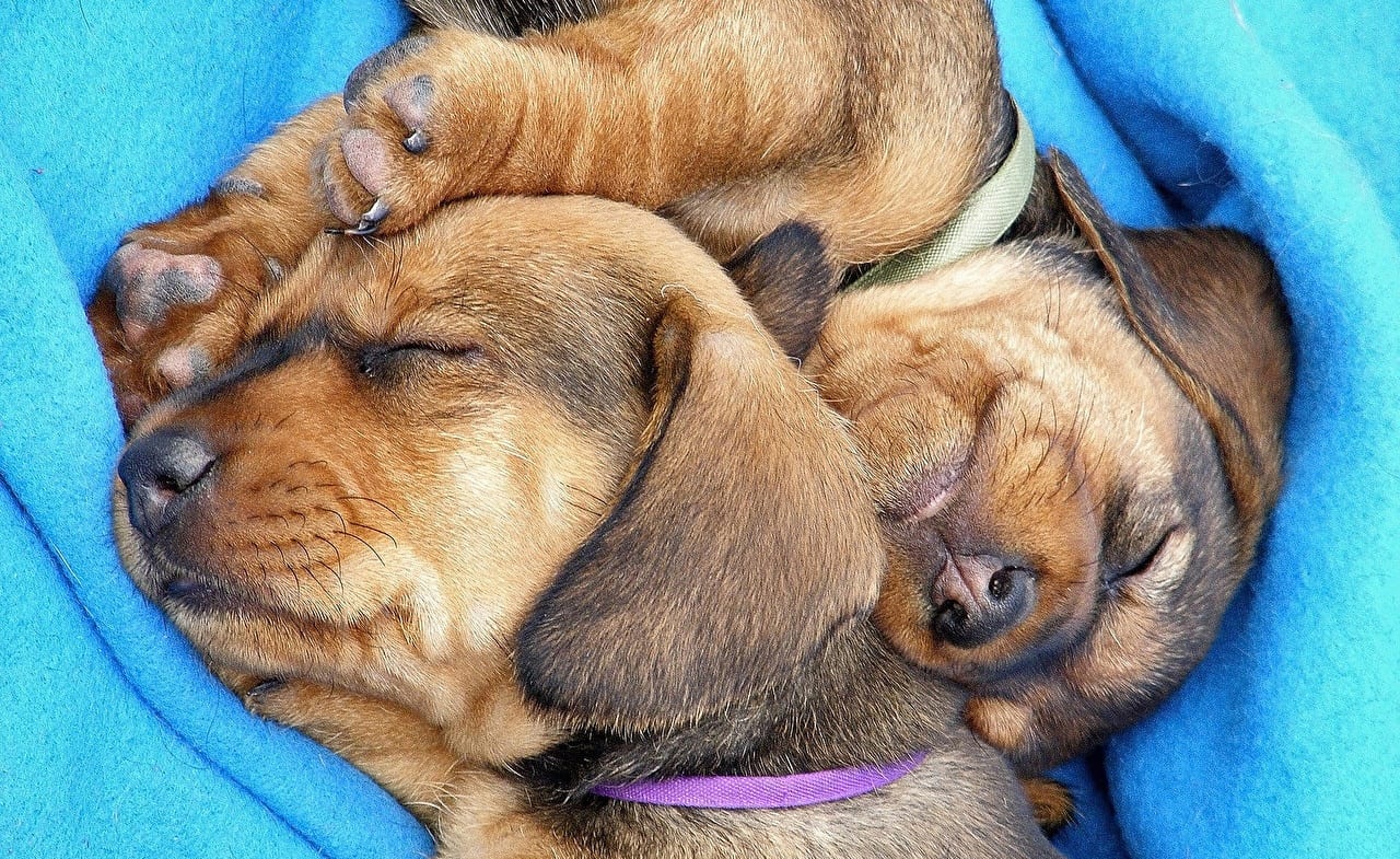 Dachshund puppies snuggled up in blanket while sleeping soundly beside each other