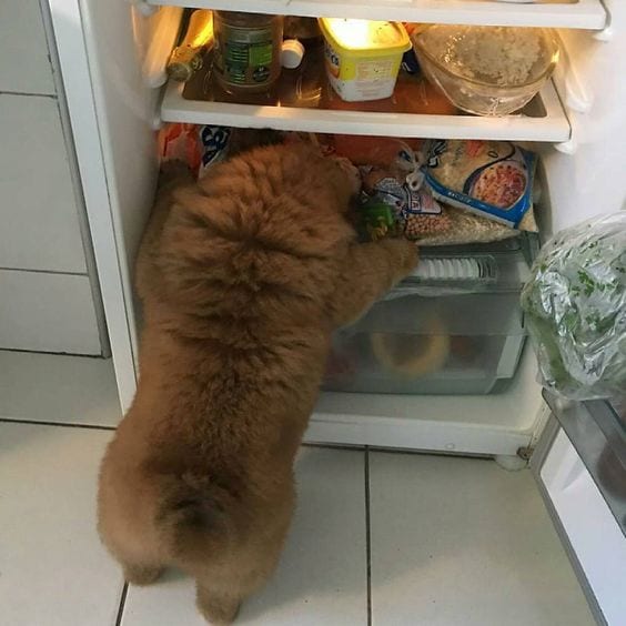 A Chow Chow puppy standing up leaning towards the fridge