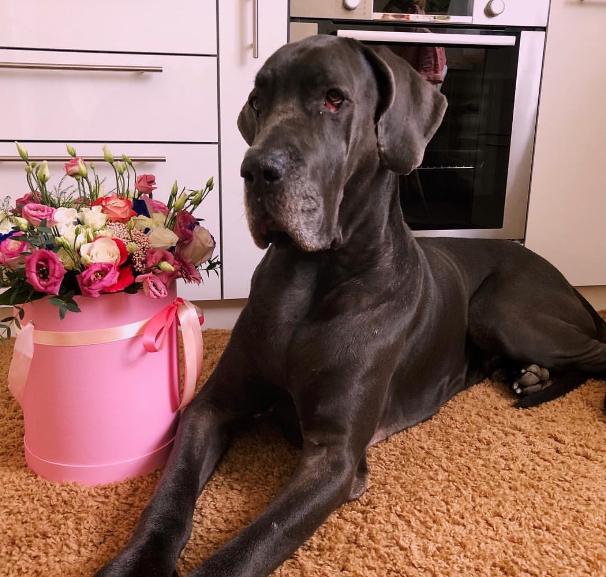 Great Dane lying down on the floor with a bouquet of flowers