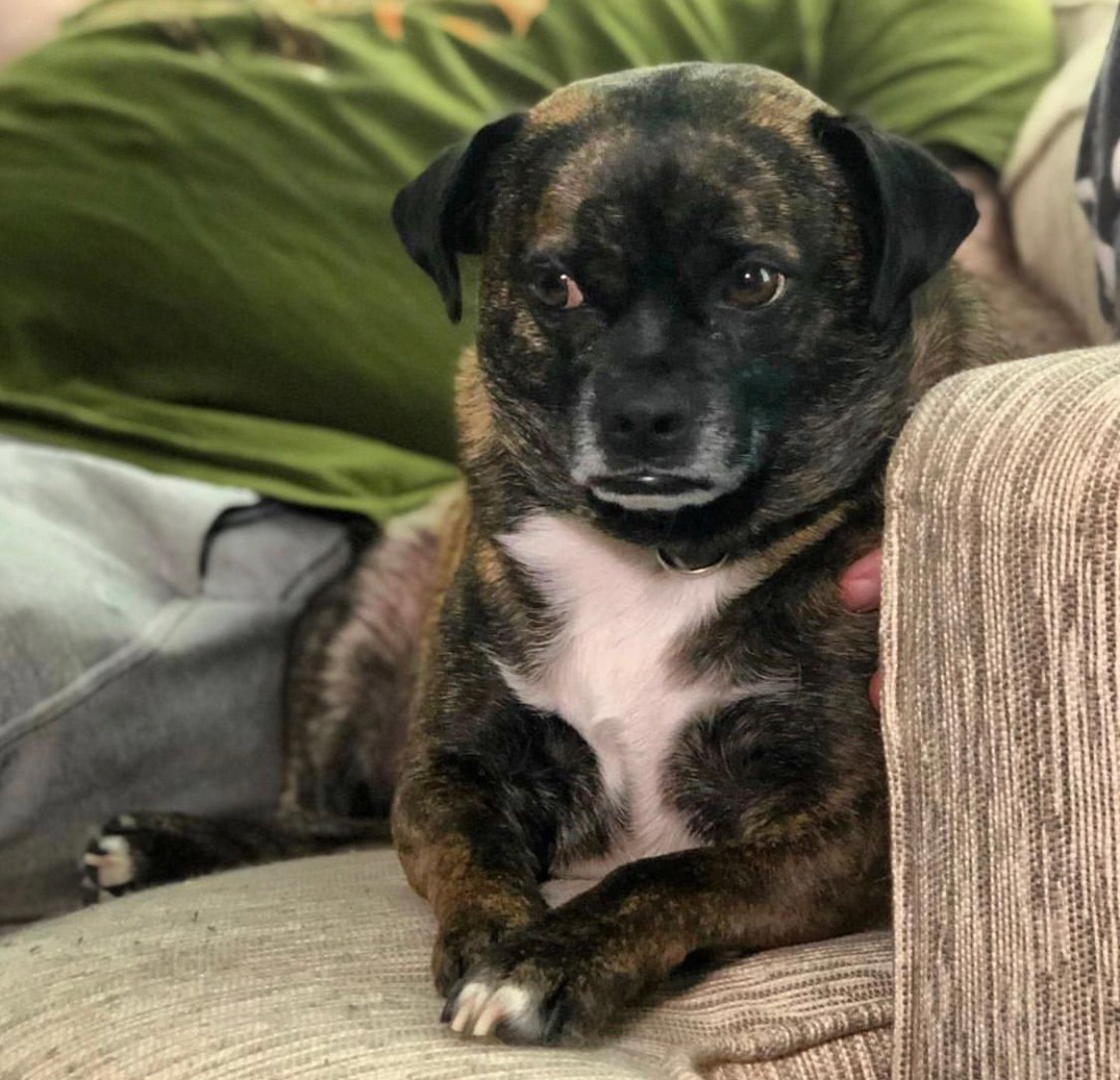 A Boston Pug lying on top of the couch