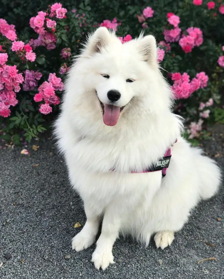 A Samoyed Dog sitting on the pavement with bush of pink flowers behind him