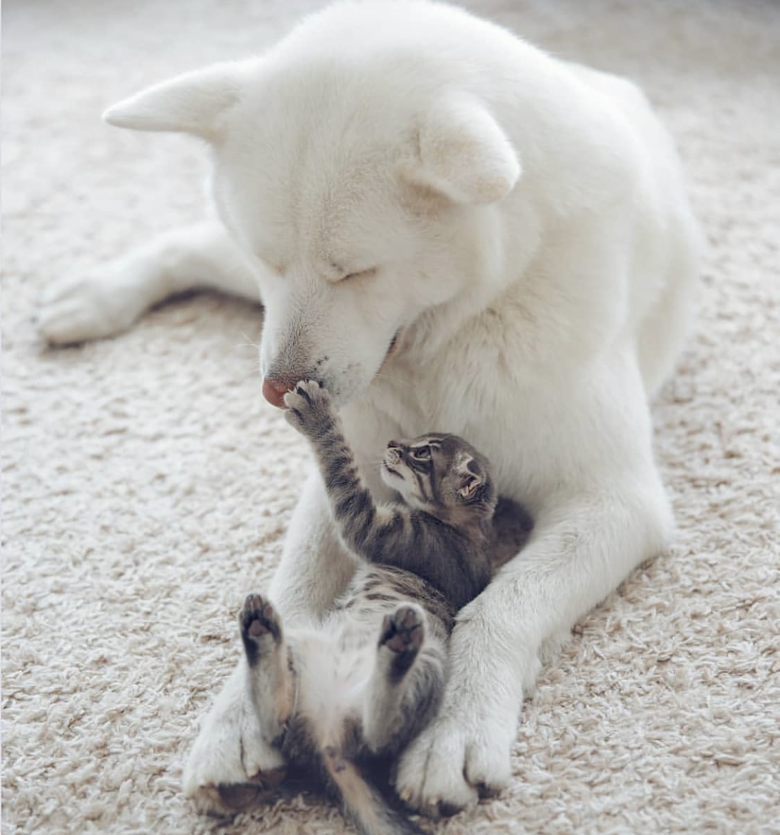 An Akita lying on the floor with a cat lying in between its arms and playing with him