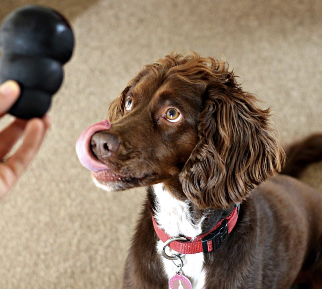 Pointer Spaniel sitting on the floor while staring at tis chew toy in the hands of woman