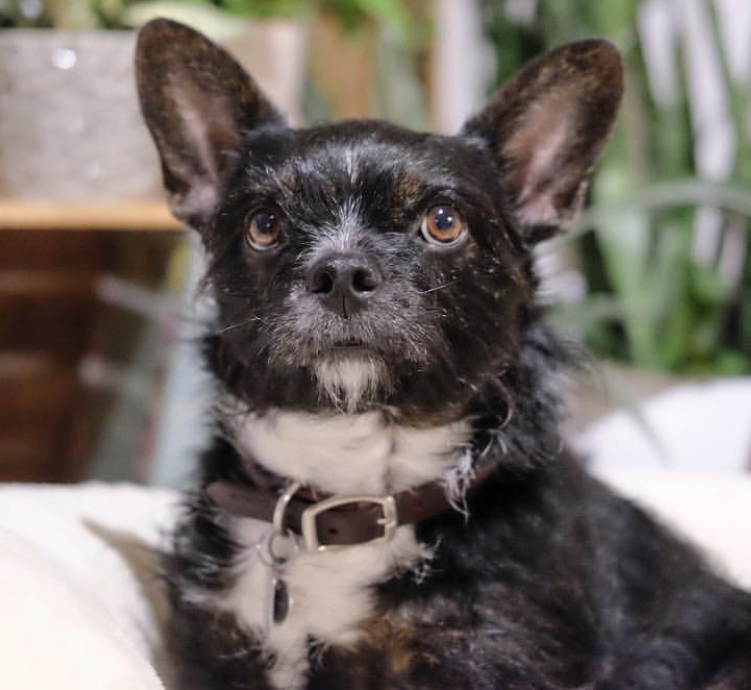 A Boston York Terrier lying on top of the couch while looking up with its begging eyes