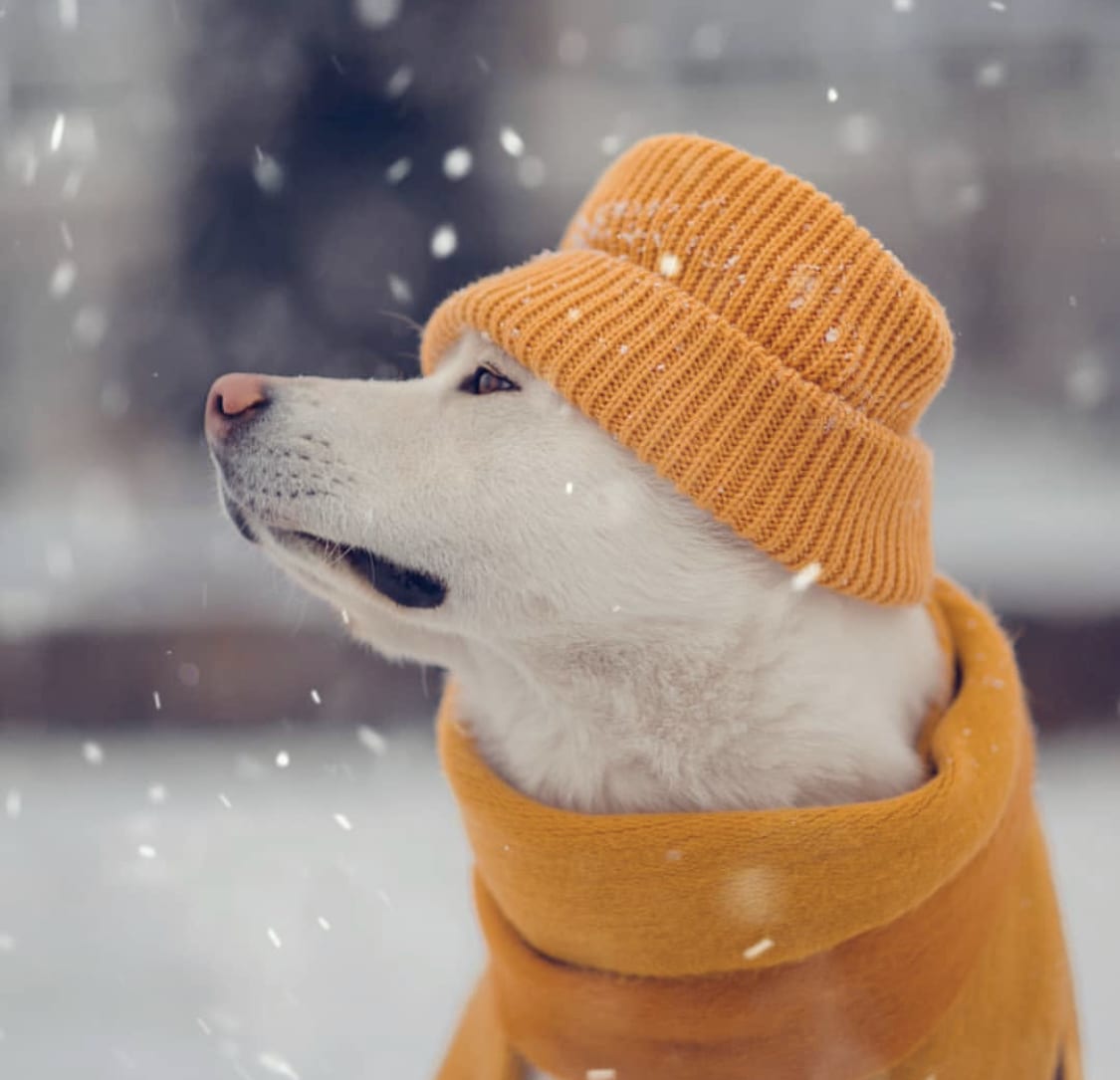Akita outdoors while snowing, wearing a mustard beanie and a shawl around its neck while looking sideways