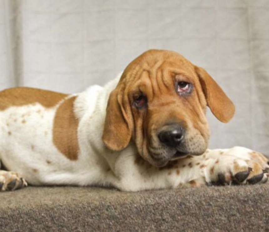 Shar Hound lying on the floor with its sad face