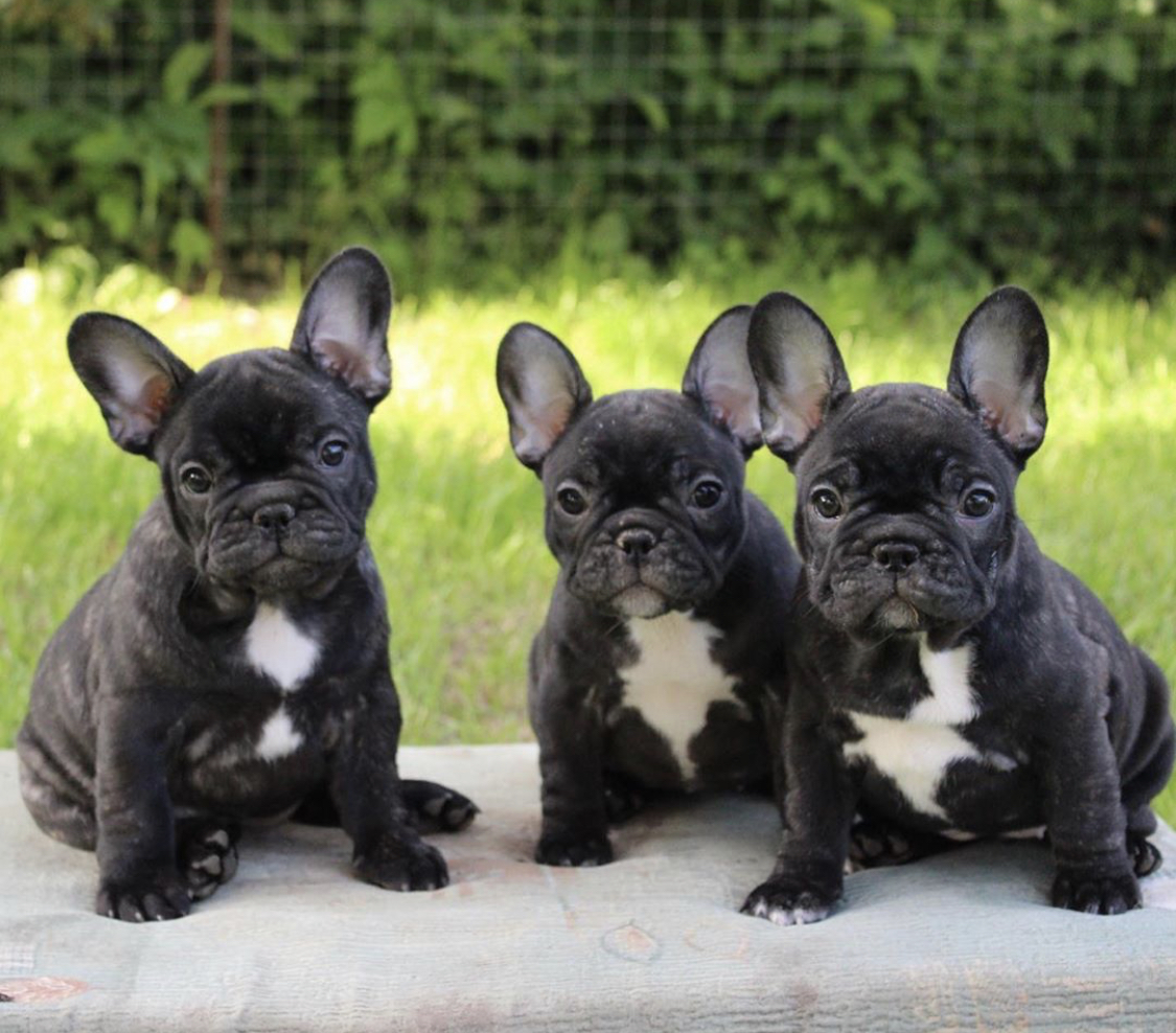 three French Bulldog puppies sitting on top of the mattress in the backyard
