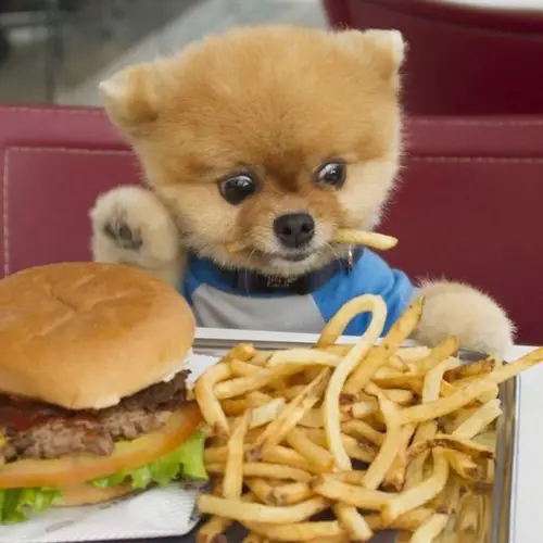 A Pomeranian sitting at the table with a french fries in its mouth while staring at the bunch of french fries in front of him with its wide eyes