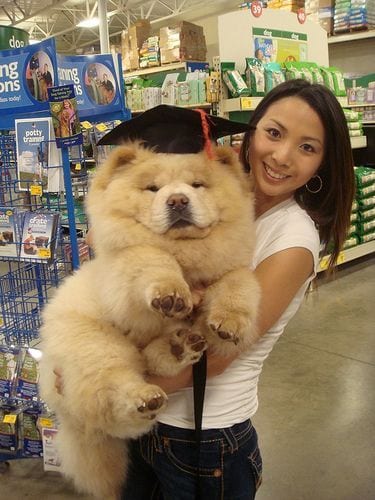 A woman carrying a chowchow wearing a graduation hat