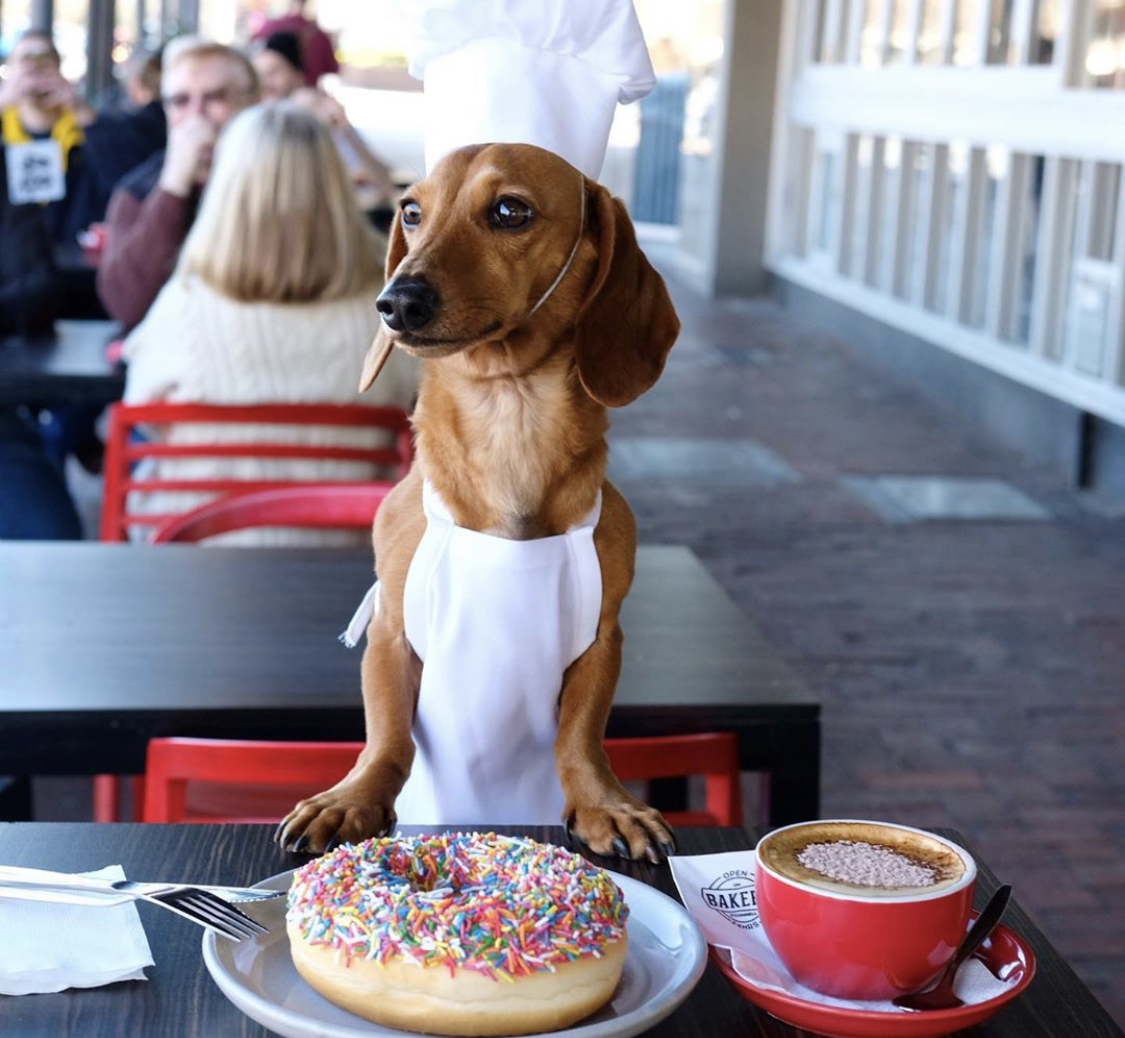 Dachshund wearing a white apron with a donut and coffee on the table