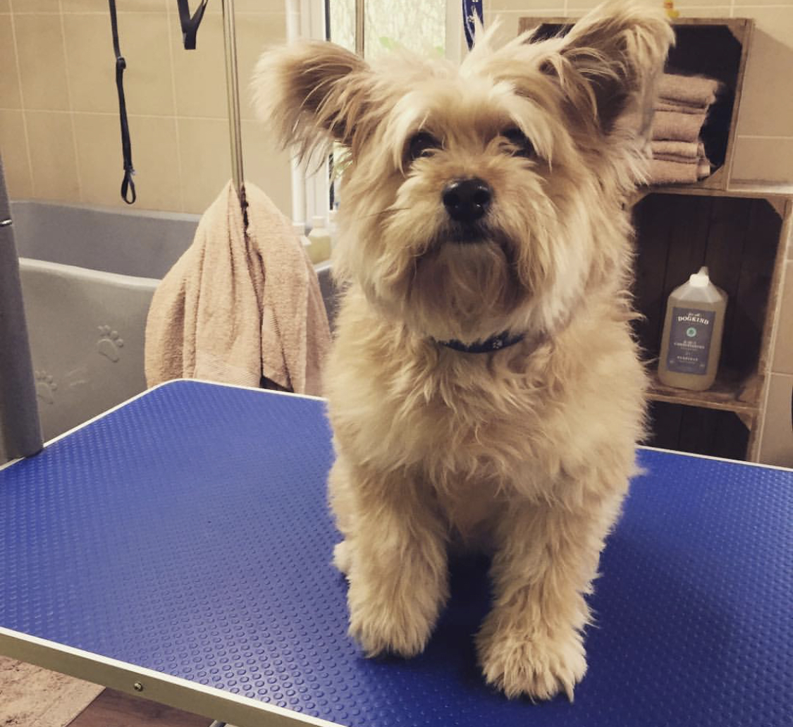 Poomeranian sitting on top of the grooming table