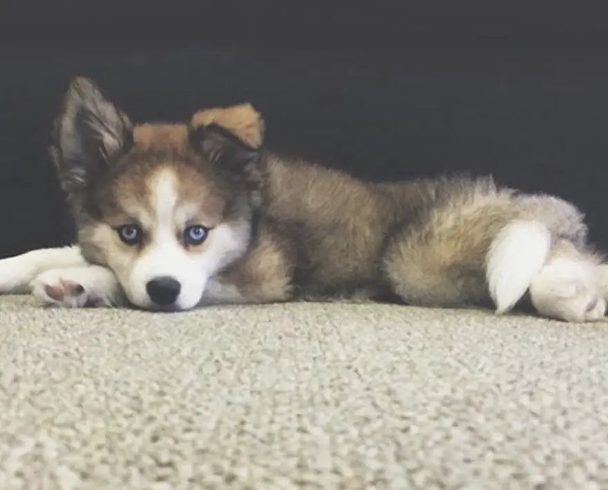 Pomsky puppy lying on the floor