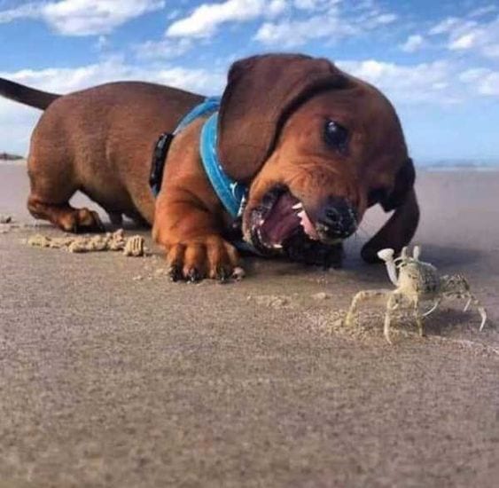 A Dachshund down in the sand while getting angry at the crab