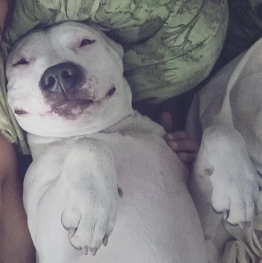 Bull Terrier smiling while lying on the bed