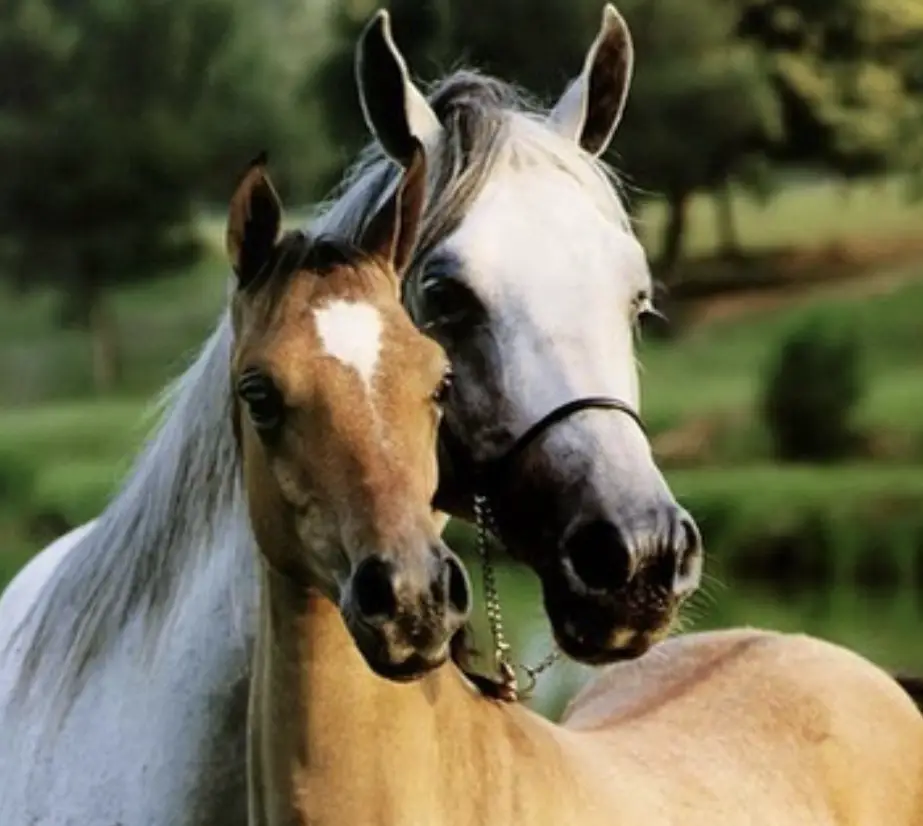 two Horses standing next to each other