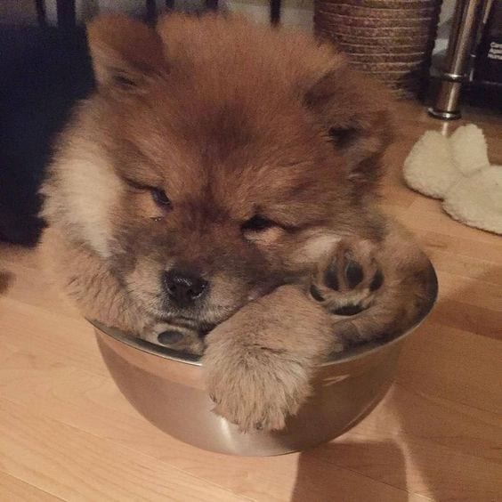 A Chow Chow puppy inside the bowl