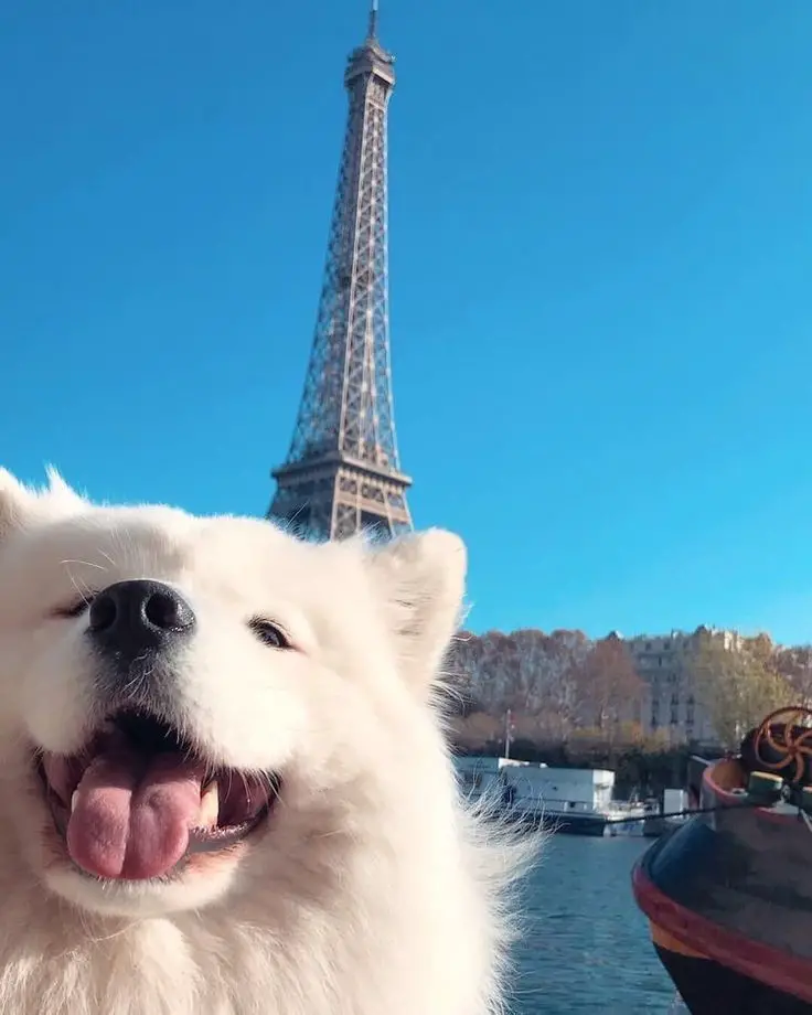 Một chú chó Samoyed tươi cười với tháp Eiffel phía sau