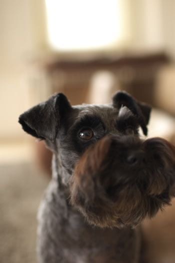 close up photo of Schnauzer dog